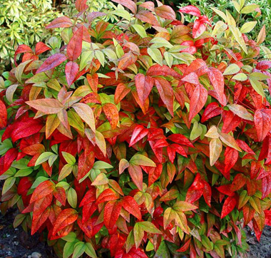 Nandina