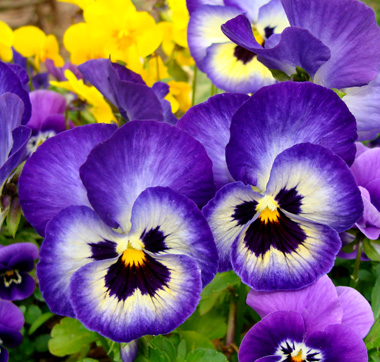 Pansies