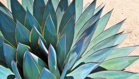 Agave