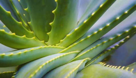 Aloes