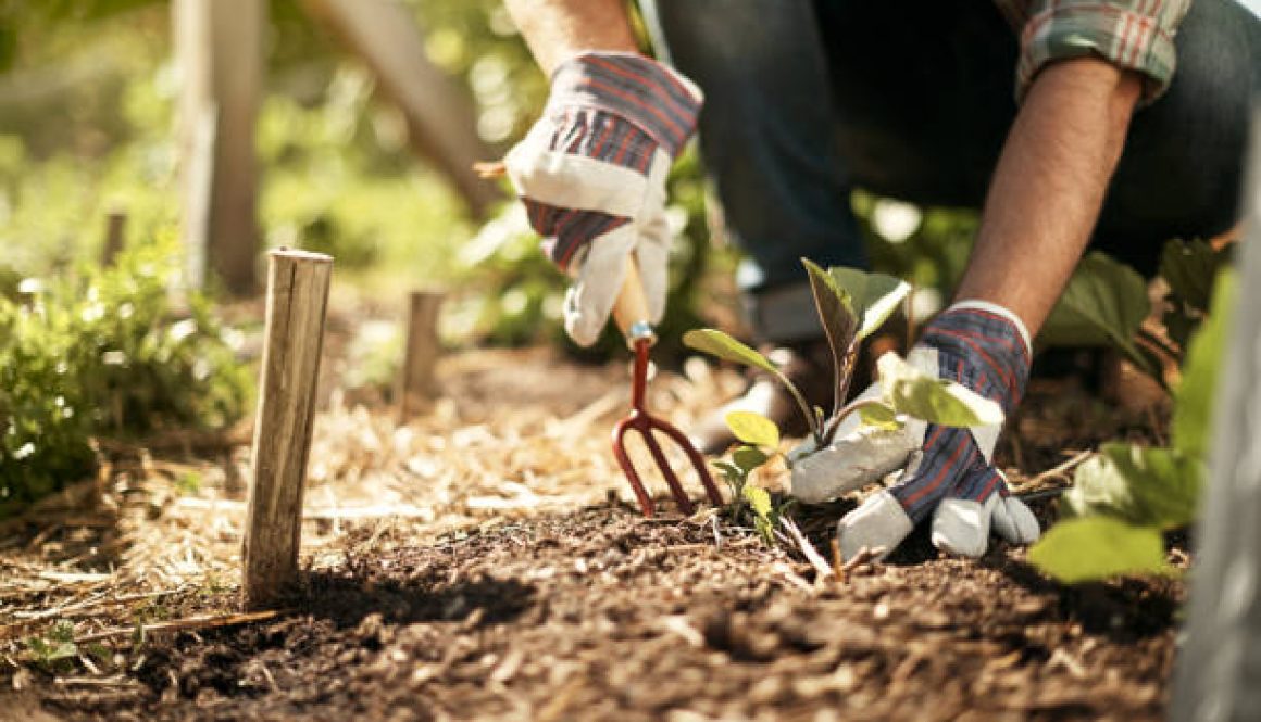 Shot of a male farmer working in a vegetable garden