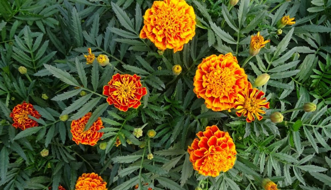 french-marigolds-2