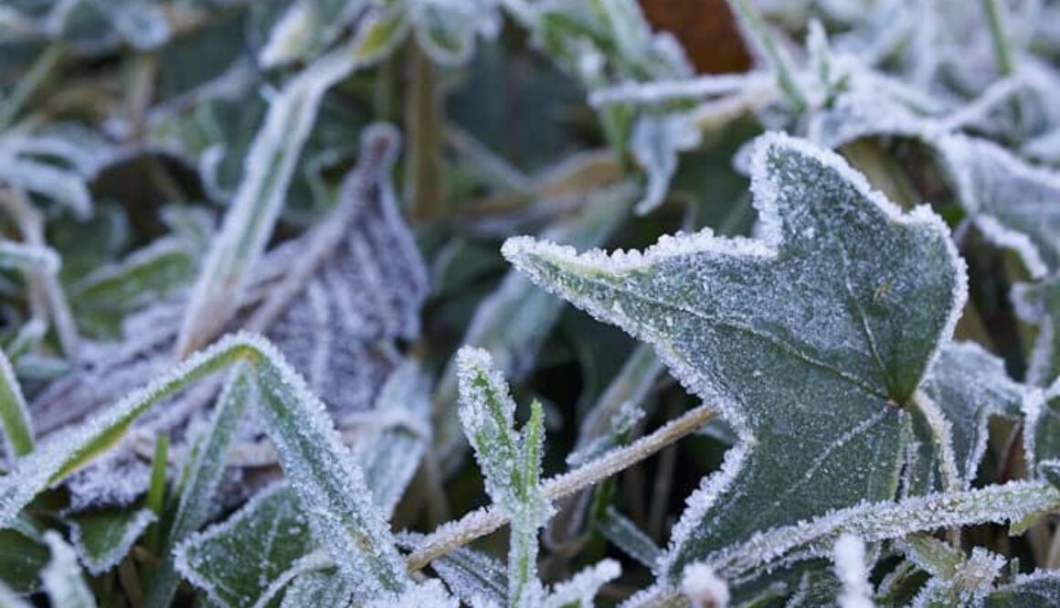 gardeningchannel-frost-garden