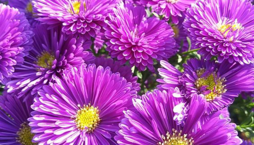 241189707_4452969648059694_2576109731419281062_n