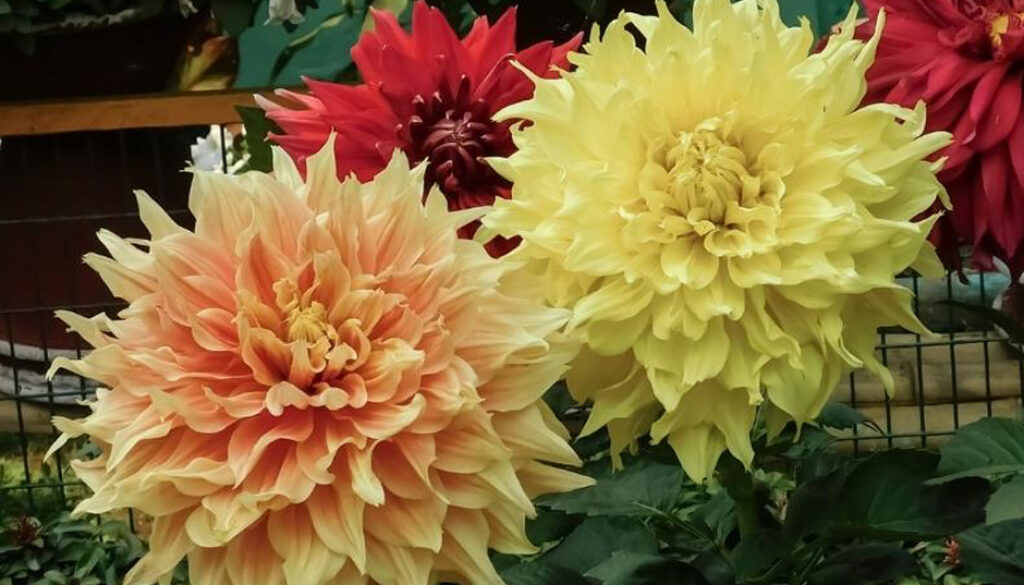 Dahlias