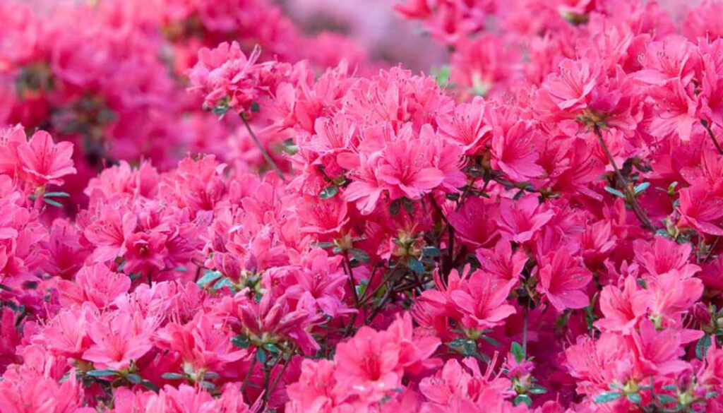 Azaleas
