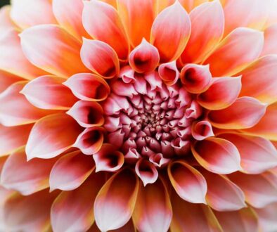 close-up-of-a-dahlia-flower-2023-11-27-04-57-23-utc