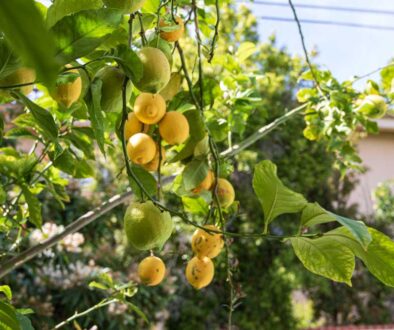 lemons-grow-on-a-branch-on-a-tree-with-the-sun-glo-2023-11-27-05-31-37-utc