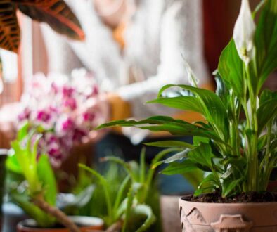 spathiphyllum-in-the-greenhouse-on-the-blurred-ba-2023-11-27-05-16-54-utc